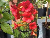 trubač - Campsis radicans 'Gabor'