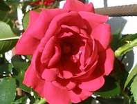 Růže Symphatia