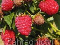 ostruink malink Rubn - Rubus idaeus Rubn