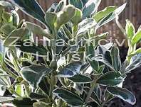 brslen - Euonymus fortunei 'Emerald Gaiety'