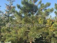 borovice ern - Pinus nigra