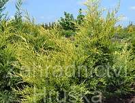jalovec nsk Kuriwao Gold - Juniperus chinensis Kuriwao Gold
