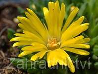 Delosperma basuticum Gold Nugget