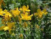 Hypericum polyphyllum Grandiflorum