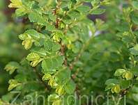 jilm - Ulmus parviflora 'Sagei'