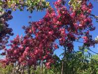 jabloň - Malus 'Rudolph'
