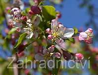 jabloň - Malus 'Toringo'