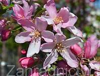 jabloň - Malus 'Red Obelisk'