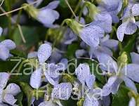 Viola sororia Freckles