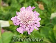 Scabiosa columbaria F. Nana Pincuschion Pink