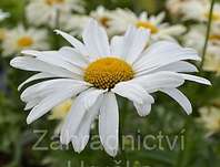Leucanthemum maximum Polaris