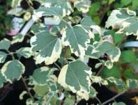 ibišek - Hibiscus syriacus 'Purpureus Variegatus'