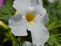 Incarvillea delavayi Snowtop