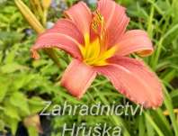 Hemerocallis Pink Damask