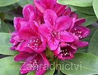 Rhododendron 'Polarnacht'