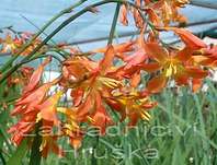 Crocosmia Carmine Brilliant