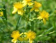 třezalka - Hypericum kalmianum 'Gemo'