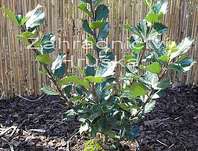 cesmína - Ilex meserveae 'Blue Angel'