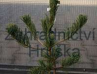 Borovice - Pinus parviflora 'Pummel'