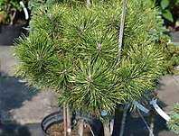 Borovice - Pinus mugo 'Sunshine'  KM