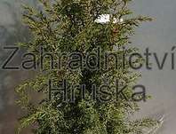 jalovec - Juniperus communis 'Aurea Nana'