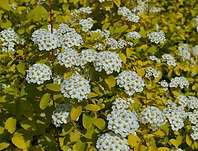 tavolník - Spiraea x vanhouttei 'Gold Fountain'