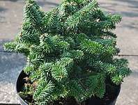 jedle - Abies balsamea 'Picolo'