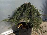 jalovec - Juniperus communis 'Green Mantle'...KM