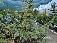 smrk - Picea mariana 'Aurea'