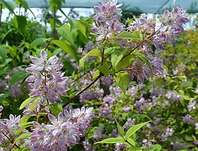 trojpuk - Deutzia x  hybrida Magicien