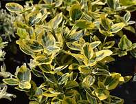 brslen - Euonymus japonicus 'Marieke'