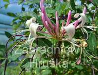 zimolez - Lonicera periclymenum 'Serotina'