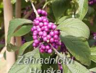 krásnoplodka - Callicarpa bodinieri 'Profusioun'