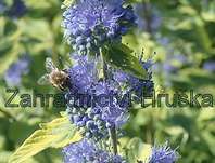 ořechoplodec - Caryopteris clandonensis 'Summer Sorbet'