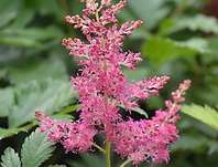 Astilbe Younique Cerise