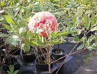 dřevitá pivoňka - Paeonia sufruticosa Rou fu rong