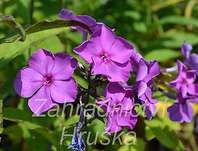 Phlox paniculata Blue Paradise