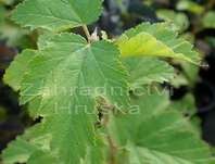 tavola - Physocarpus opulifolius 'Dart´s Gold'