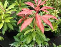 Pieris japonica 'Carnaval'