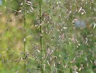 milika - Eragrostis trichoides