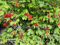 kalina - Viburnum opulus 'Compactum'