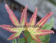 javor - Acer palmatum 'Little Princess´