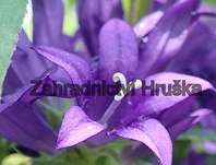 Campanula glomerata Superba
