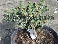 smrk - Picea abies 'Borůvka'