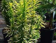 hlavotis - Cephalotaxus harringtonia 'Korean Gold'