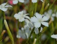 Dianthus deltoides Albus