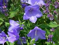 Campanula persicifolia Bells Blue