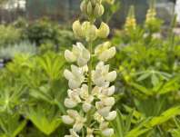 Lupinus pol. Legendary White Shades
