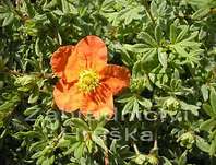 mochna - Potentilla fruticosa 'Red Ace'