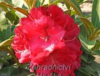 Rhododendron 'Wilgens Ruby'